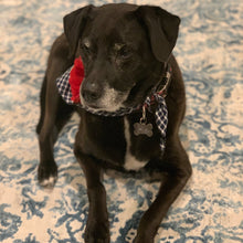 Load image into Gallery viewer, The Calla Lovey